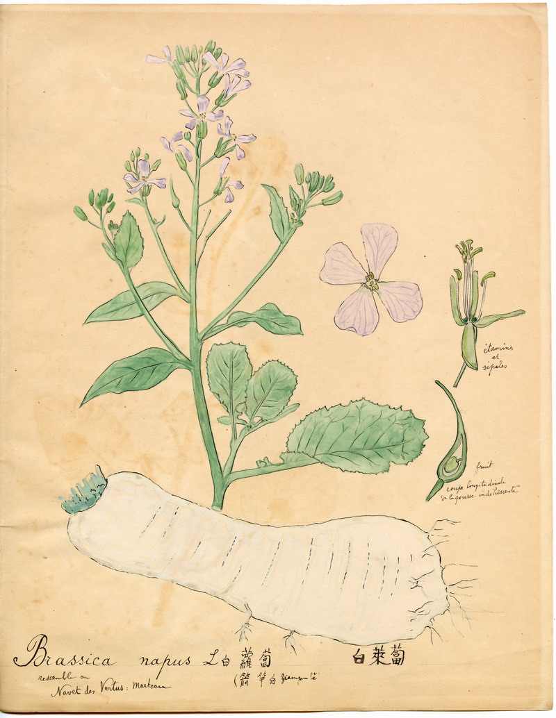 科学与艺术北疆博物院珍藏植物科学画